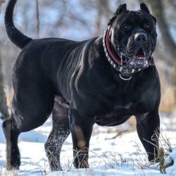 Presa canario dog spanish breed dogs dogmal molosser type