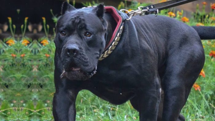 Black presa canario yellow eyes