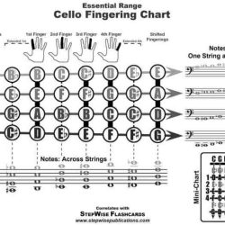 Bass cello fingering clef music scales chart string strings violin orchestra notes double finger letter evolution charts name weebly viola