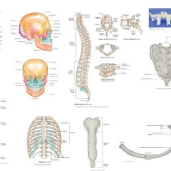 Review sheet 8 the axial skeleton