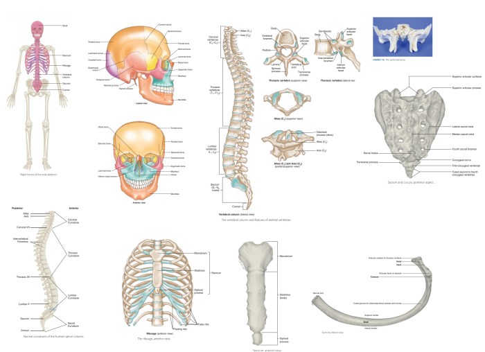 Review sheet 8 the axial skeleton