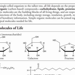 Biological molecules pogil answer key