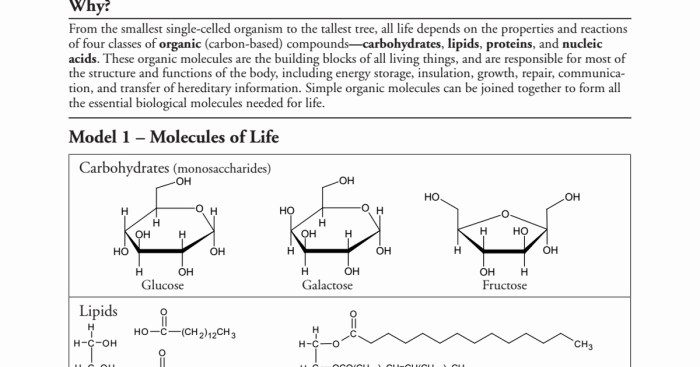 Biological molecules pogil answer key