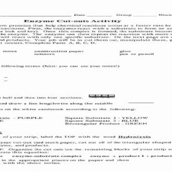 Enzyme cut outs activity answers