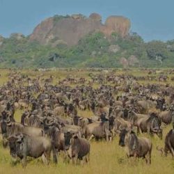 Wildebeest population serengeti regulation buffalo scientists work