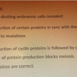 Studies of rapidly dividing embryonic animal cells revealed: