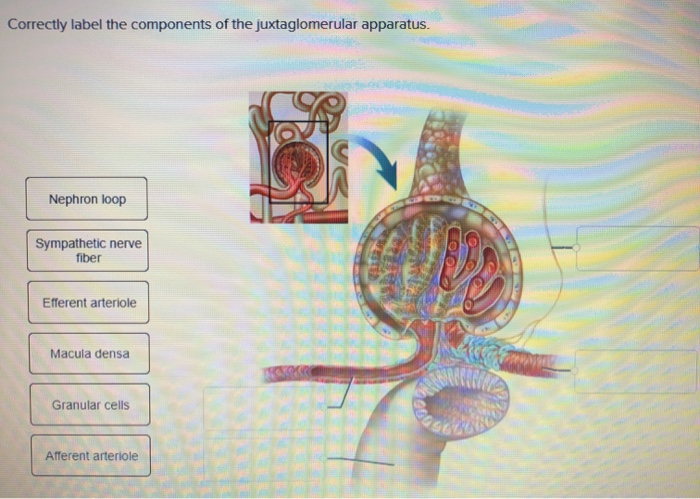 Correctly label the components of the juxtaglomerular apparatus.