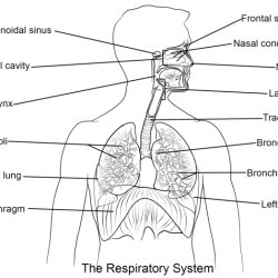 Respiratory system worksheets with answers