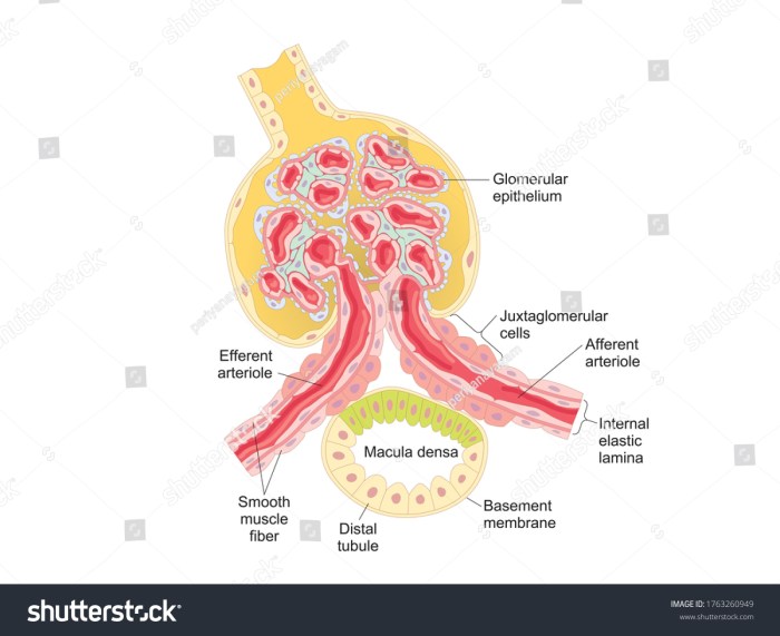 Correctly label the components of the juxtaglomerular apparatus.